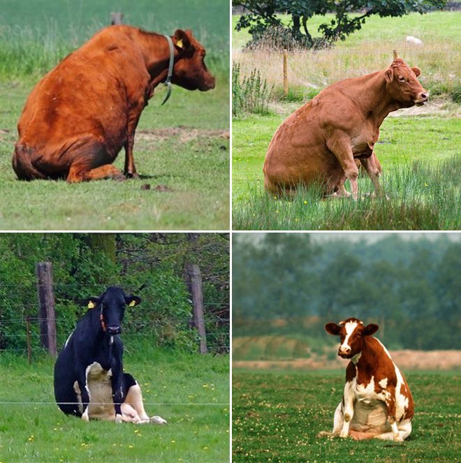 Как выглядят коровы, когда решают посидеть на травке