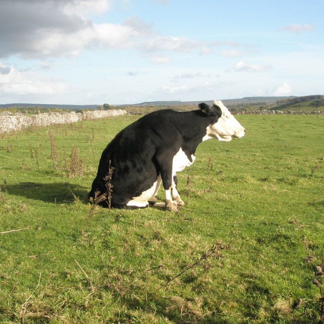Як виглядають корови, коли вирішують посидіти на траві (ФОТО)