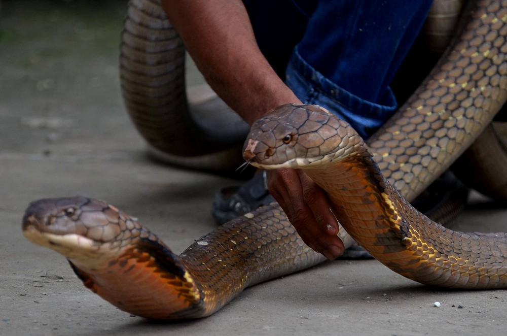 Заклинатель змей поймал две кобры и голыми руками удалил у них ядовитые зубы