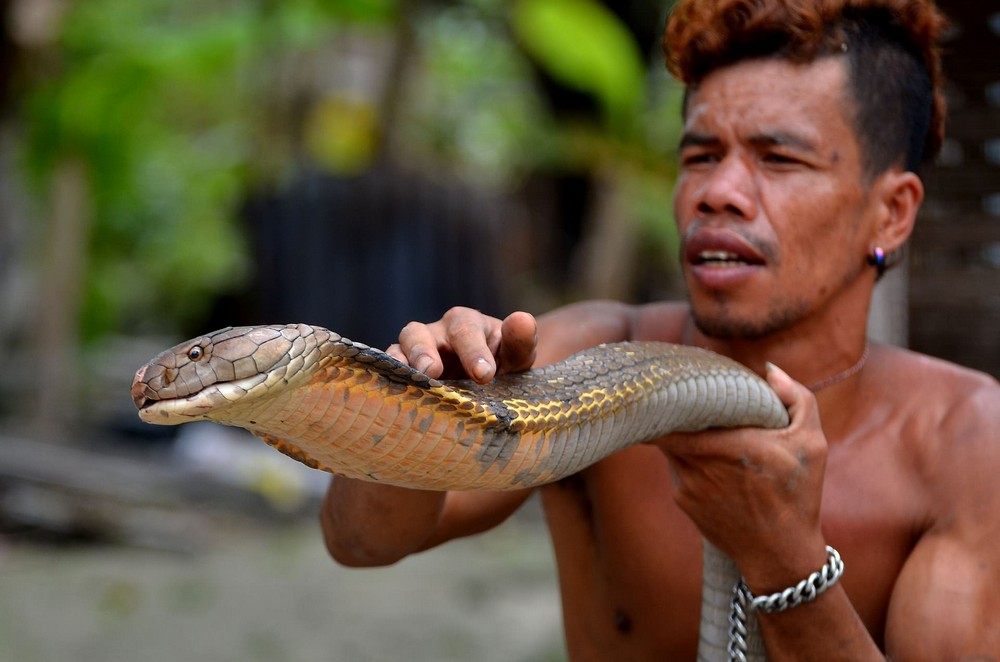 Заклинатель змей поймал две кобры и голыми руками удалил у них ядовитые зубы