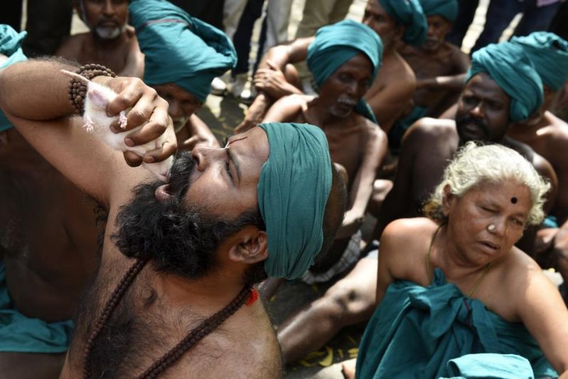 Индийские фермеры бреют голову на половину, едят крыс и хвастаются черепами самоубийц