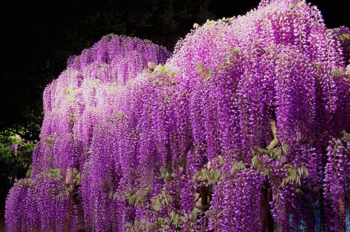 Фестиваль цветущей глицинии Great Westeria в Японии