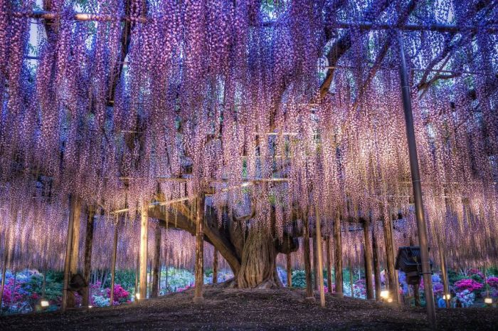 Фестиваль цветущей глицинии Great Westeria в Японии