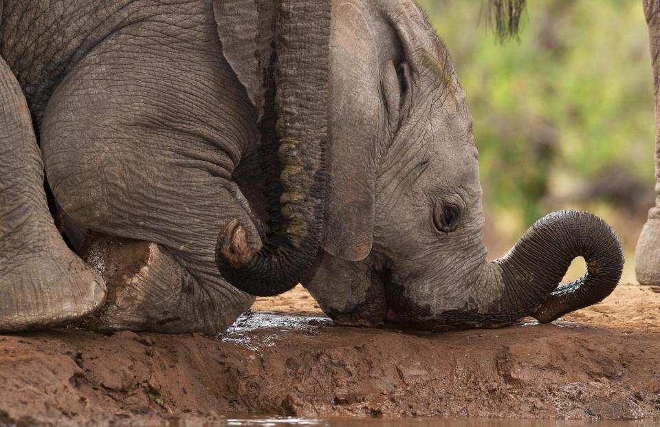 Фотограф погружается в грязную лужу, чтобы снять слонов на водопое