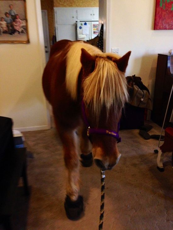 Девушка провела лошадь в родительскую спальню ради селфи