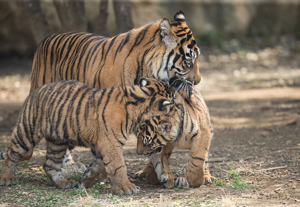 Мама-тигрица разняла дерущихся тигрят