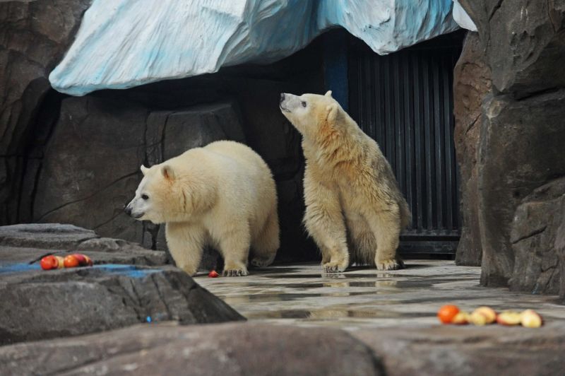 Посетители китайского зоопарка платят, чтобы убирать за медведем