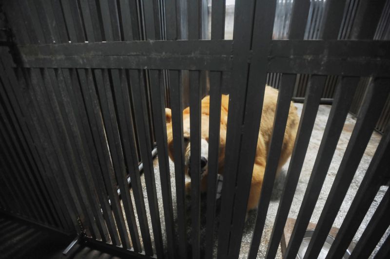 Посетители китайского зоопарка платят, чтобы убирать за медведем