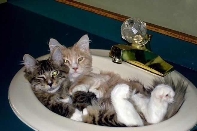 Жидкие коты, которых можно налить в любую емкость