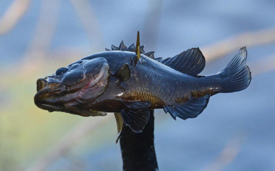 Голодная птица проглотила рыбу, которая в три раза больше её головы