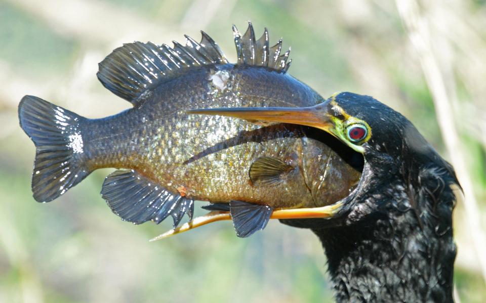 Голодная птица проглотила рыбу, которая в три раза больше её головы