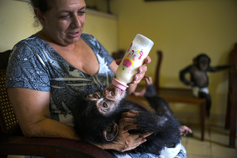 Кубинский зоолог выхаживает 10 маленьких шимпанзе в своей квартире