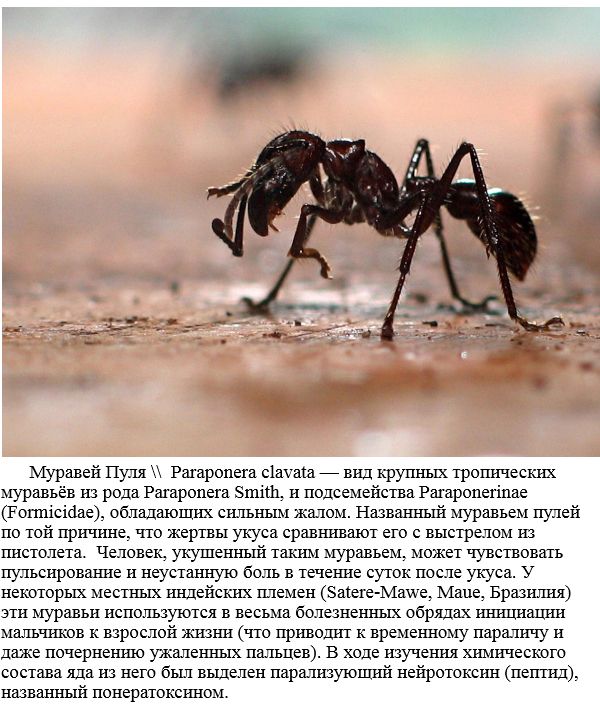 Самые опасные насекомые в мире
