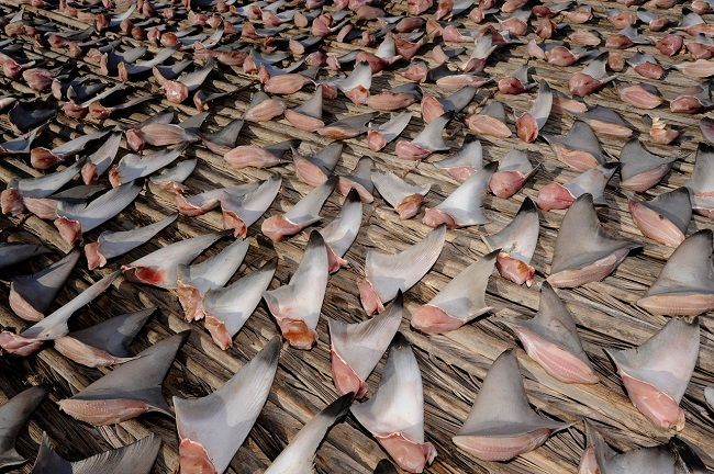 Акулы оказались на грани вымирания из-за деликатесов из плавников