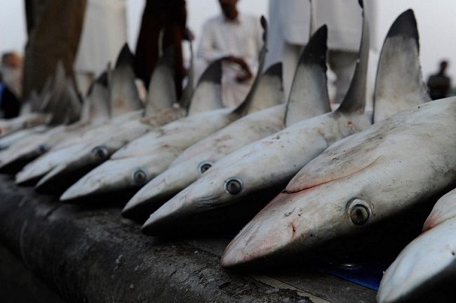 Акулы оказались на грани вымирания из-за деликатесов из плавников