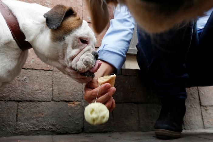 Мексиканский магазинчик с мороженым для собак