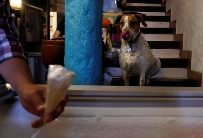 Мексиканский магазинчик с мороженым для собак