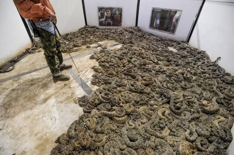 Техасский фестиваль, на котором убивают тысячи гремучих змей