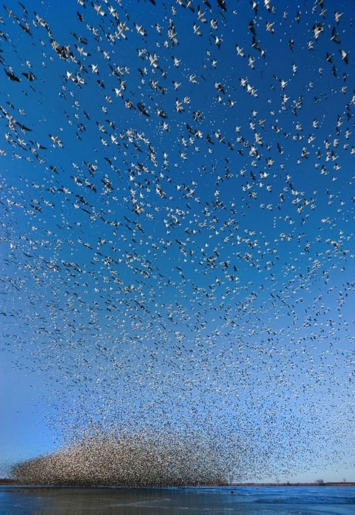 Как выглядит миллион птиц