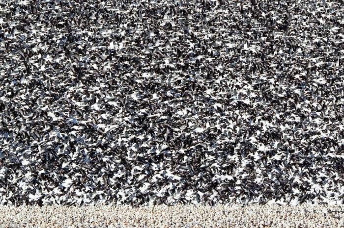 Как выглядит миллион птиц
