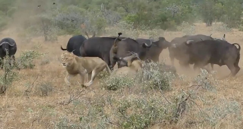 Львы напали на буйвола, но стадо не бросило товарища в беде
