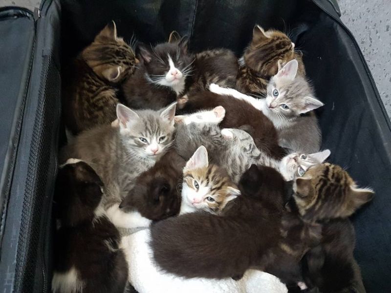 Медсестра нашла на обочине полный чемодан котят