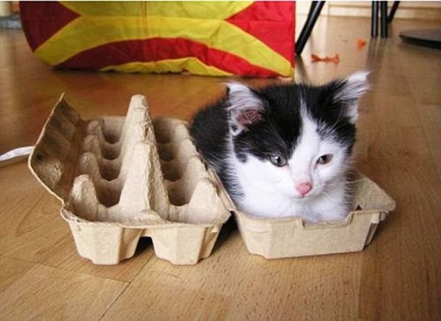 Кошки любят коробки и все, что на них похоже