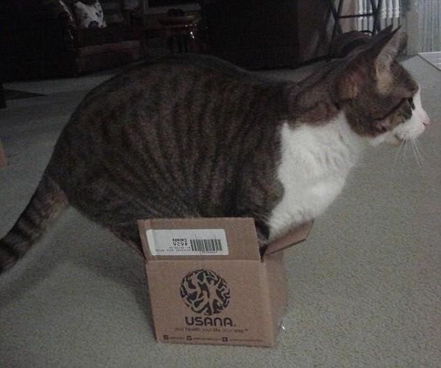 Кошки любят коробки и все, что на них похоже