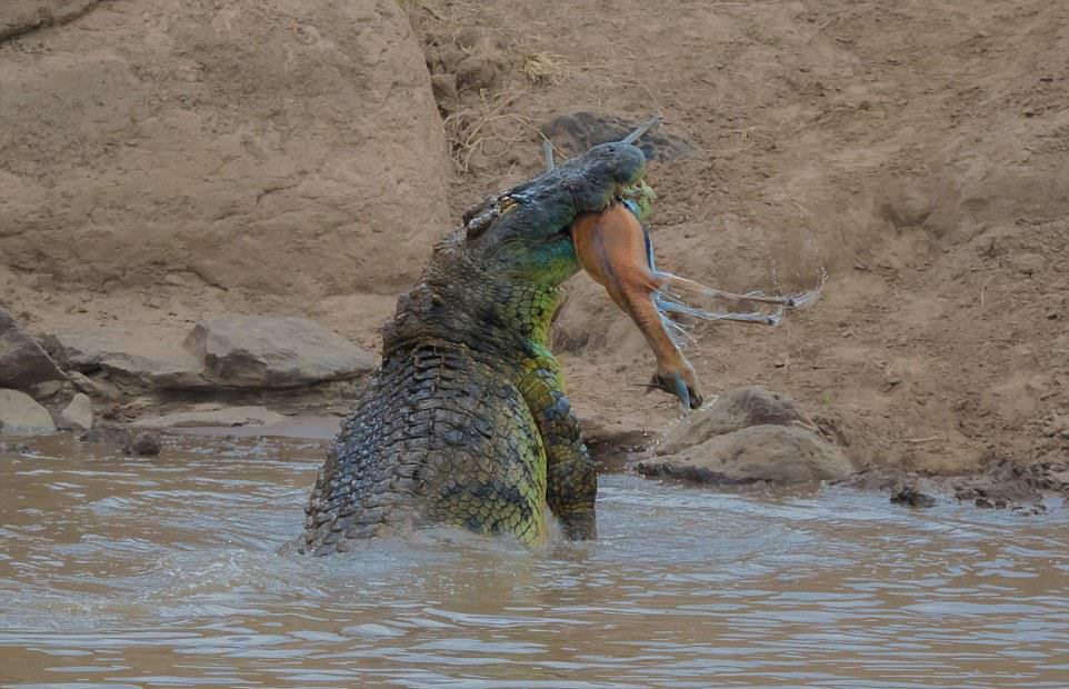 Крокодил перекусил газель пополам