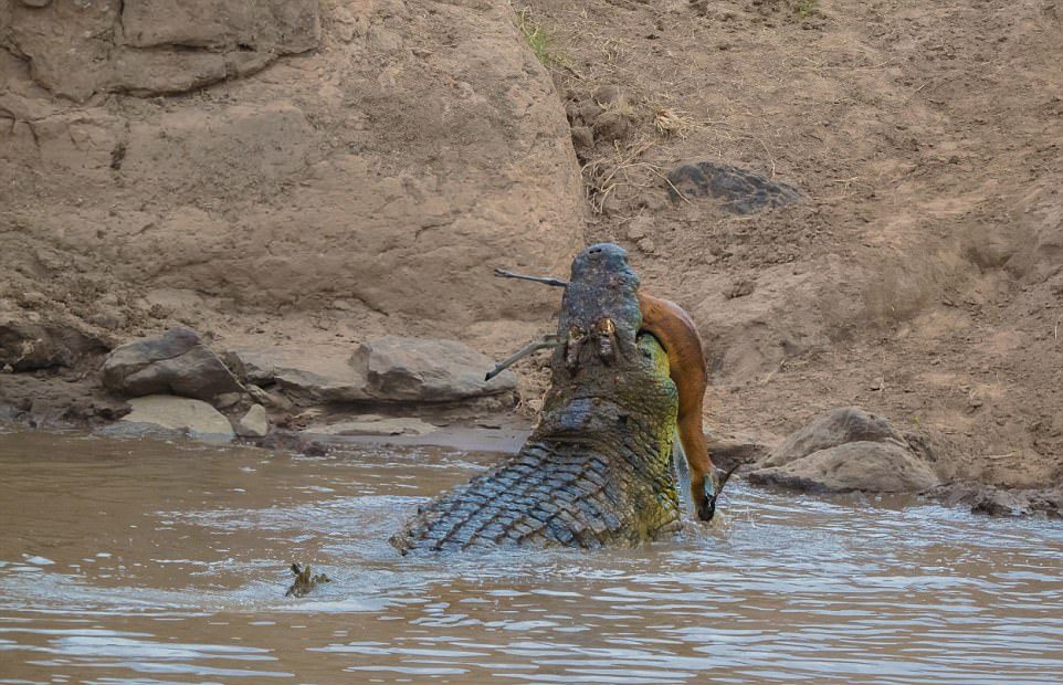 Крокодил перекусил газель пополам