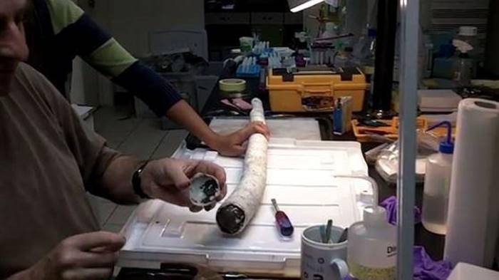 Ученые поймали гигантского корабельного червя, питающегося сероводородом