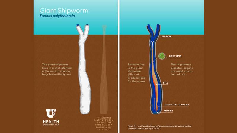 Ученые поймали гигантского корабельного червя, питающегося сероводородом