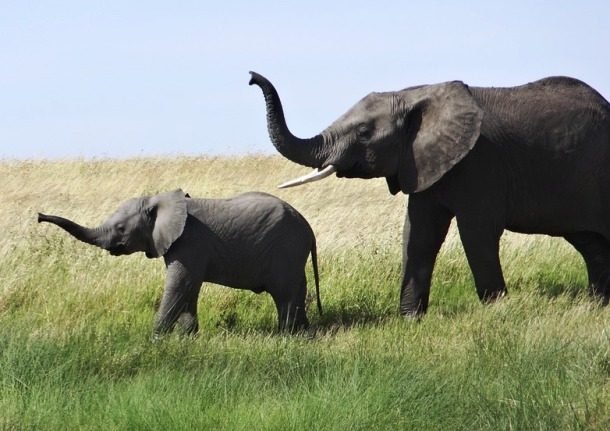 Забавные и милые слонята заряжают позитивом