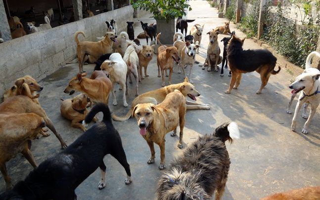 Индийская старушка приютила четыре сотни собак