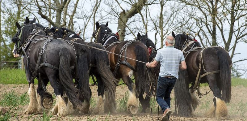 Крупные лошади-тяжеловозы заменяют фермеру трактор