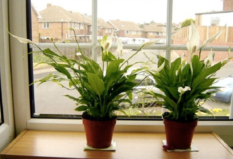 Полезные комнатные растения-воздухоочистители