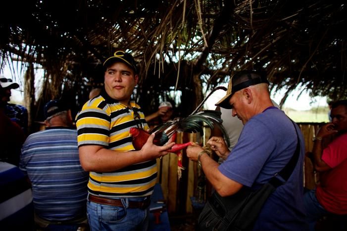 Петушиные бои на Кубе - кровавое и прибыльное зрелище