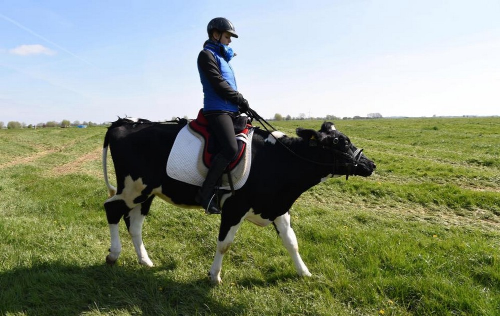 13-летняя школьница берет барьеры на ездовой корове