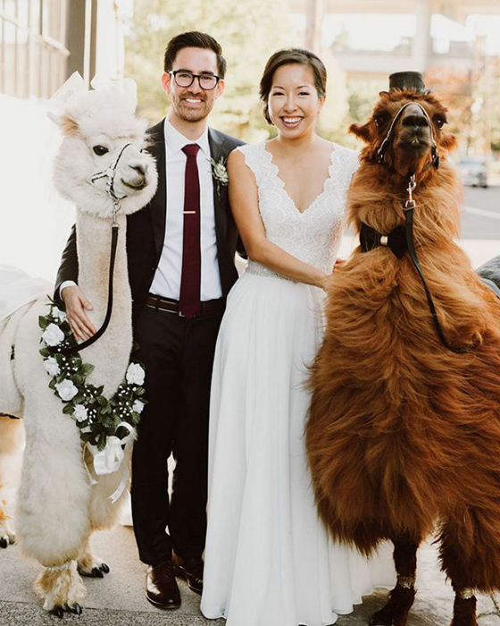 Ламы вместо свидетелей на свадьбе
