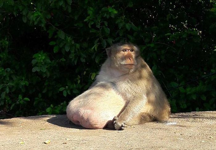 Самую толстую макаку Бангкока посадят на диету