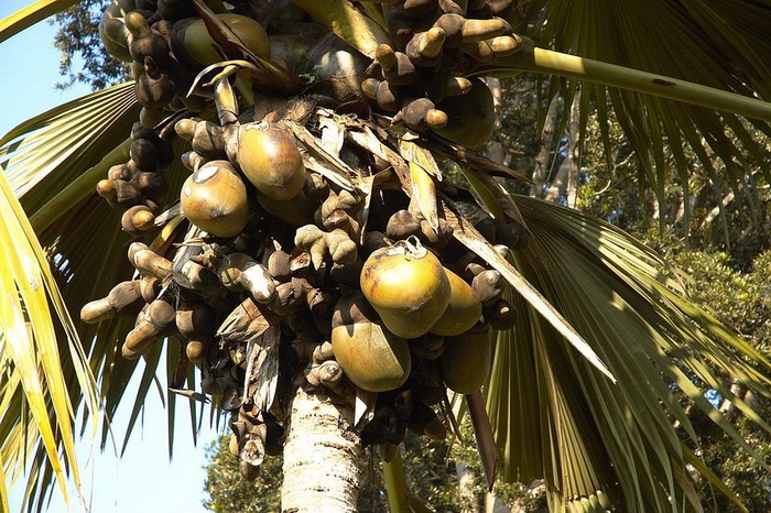Коко-де-мер - самый необычный кокос