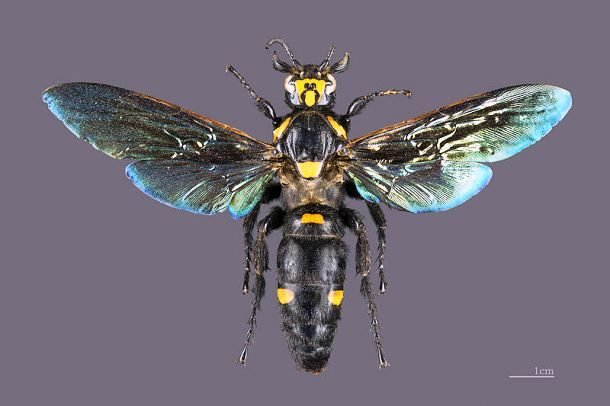 25 самых больших насекомых, от вида которых захватывает дух