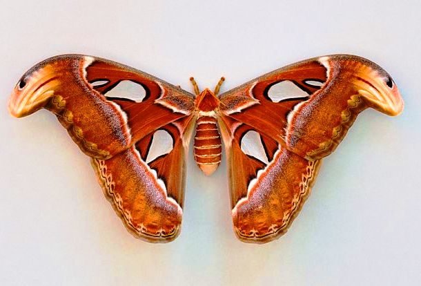 25 самых больших насекомых, от вида которых захватывает дух