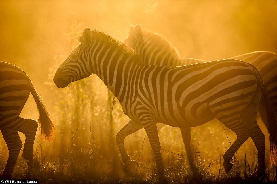 Дикие животные Африки в лучах заката и рассвета