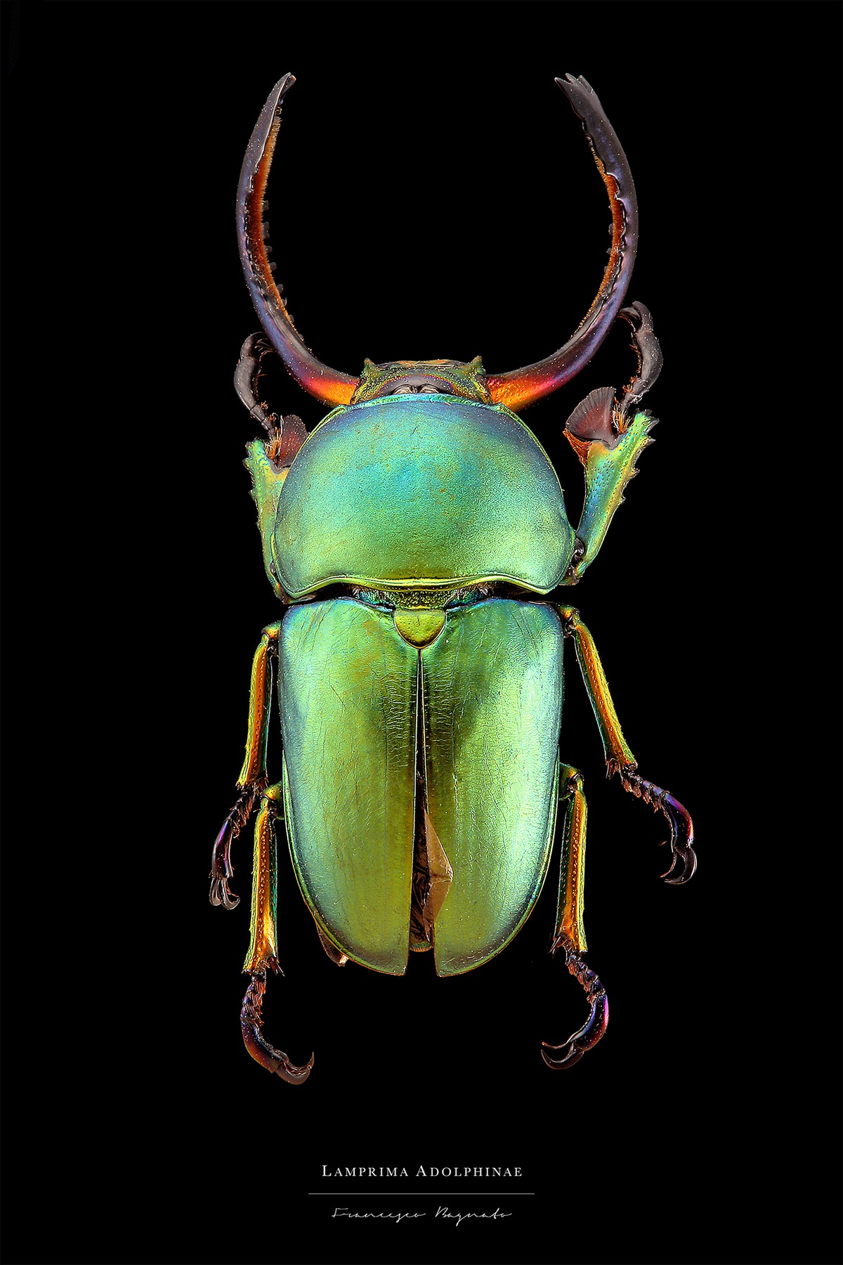 Макро-портреты насекомых от Francesco Bagnato