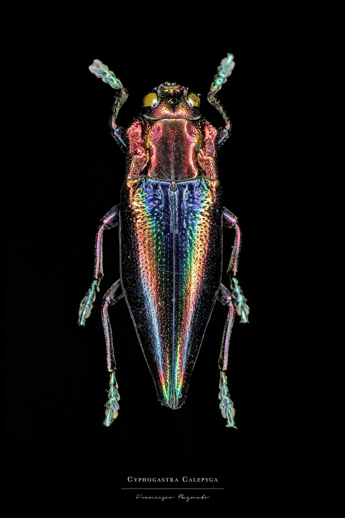 Макро-портреты насекомых от Francesco Bagnato
