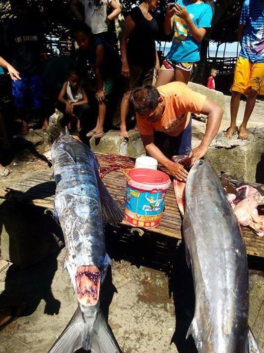 На Филиппинах выловили рыбу с замысловатыми татуировками