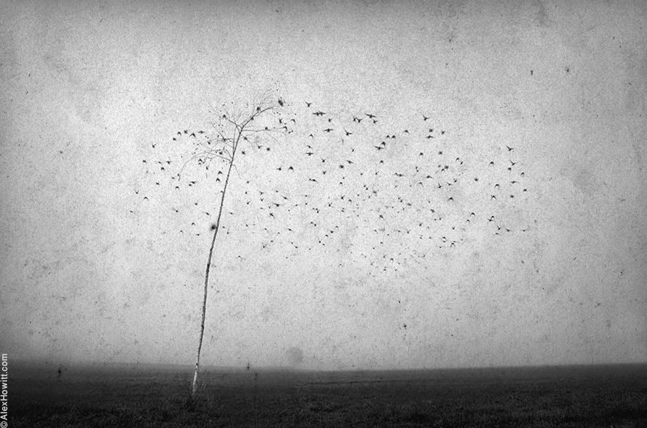 Чёрно-белые художественные снимки от Алекса Хоуита