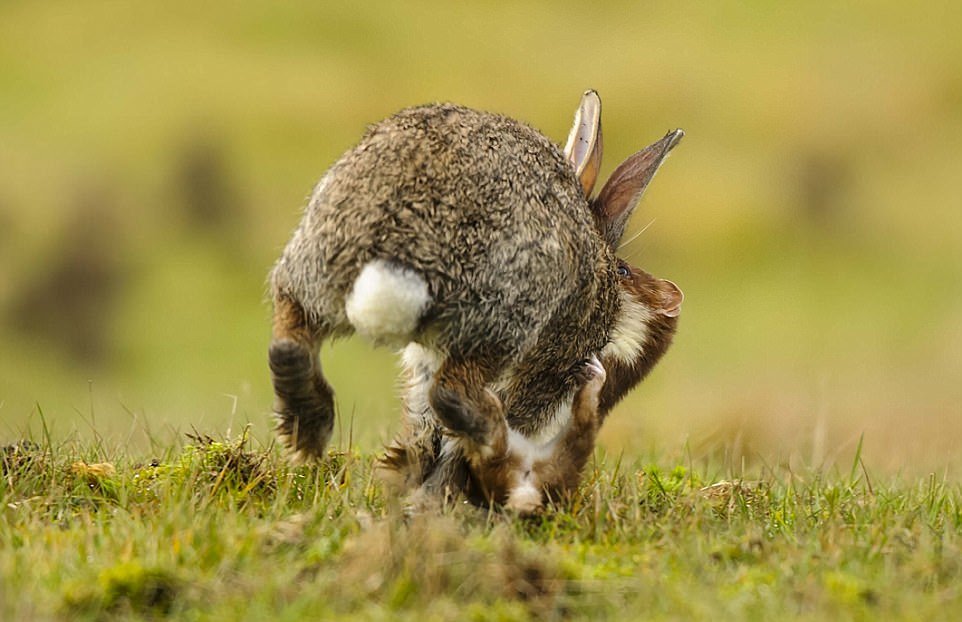 Мелкий горностай завалил кролика крупнее себя