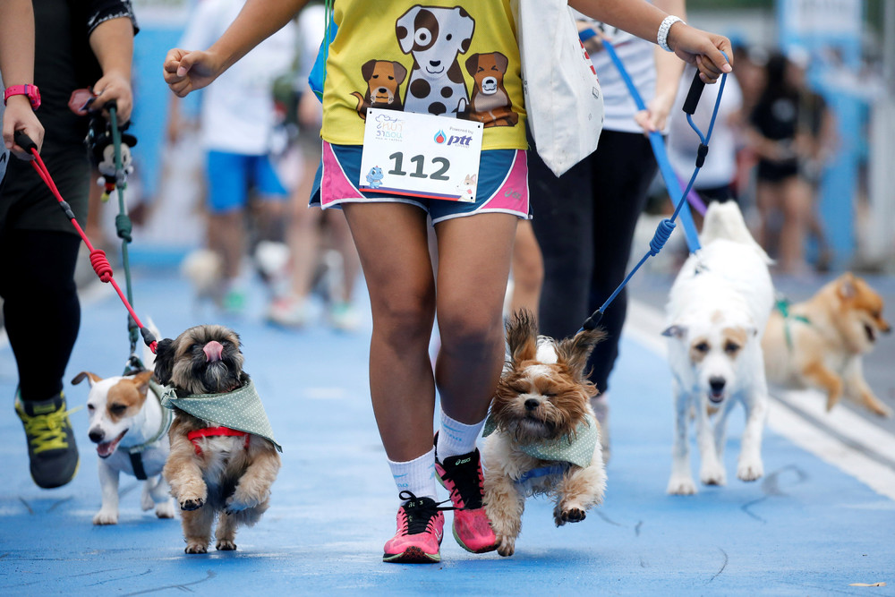 Мини-марафон для собак в Бангкоке